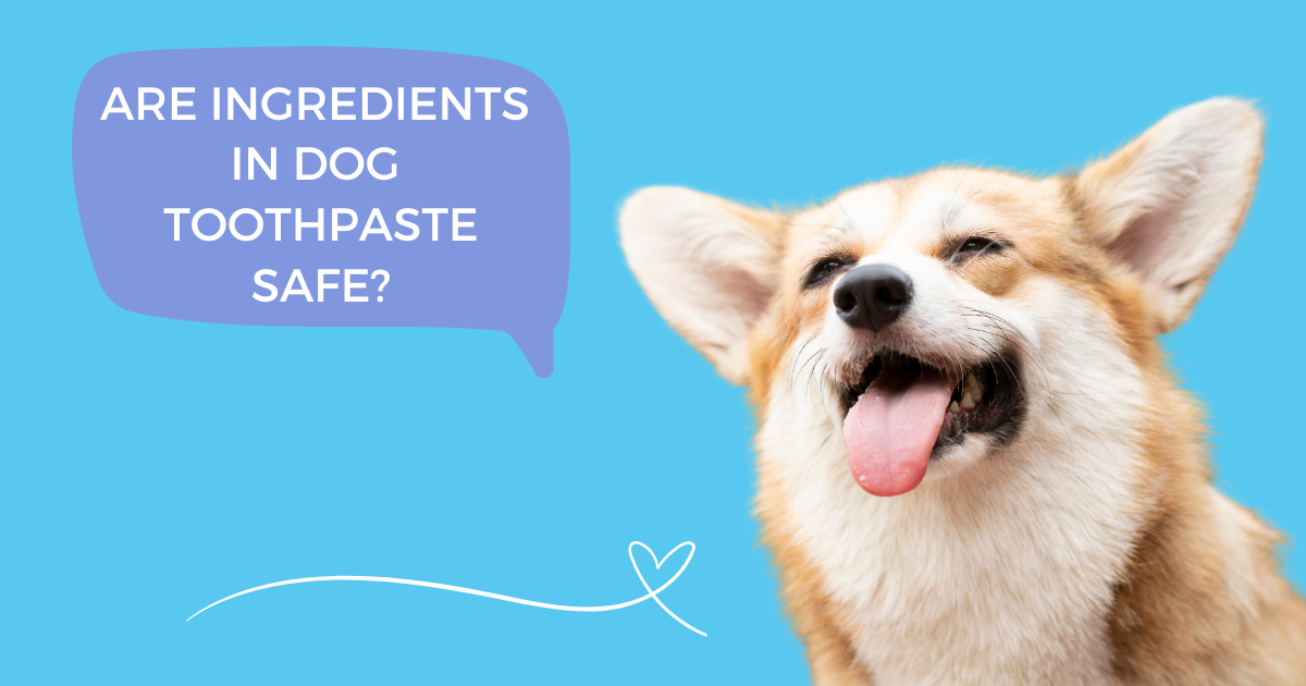 UNDERSTANDING THE SAFETY OF DOG TOOTHPASTE INGREDIENTS Pawtitas Store