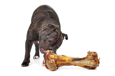 FEEDING YOUR DOG RAW MEATY BONES: IS IT SAFE?