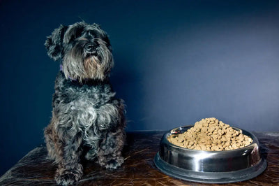 FOOD AND WATER BOWLS FOR PETS