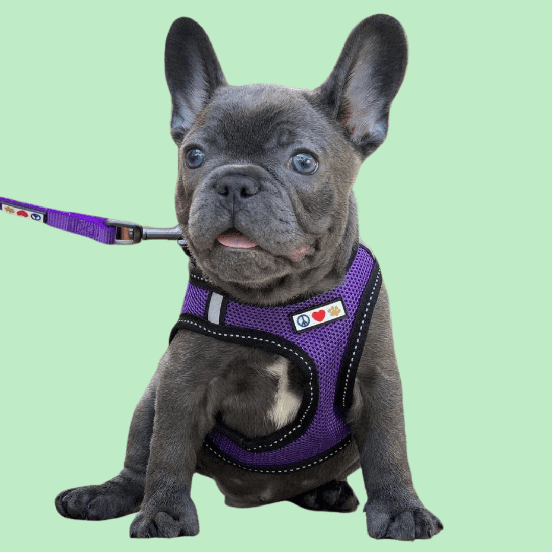 Pawtitas Pet Soft Training Camouflage Adjustable Reflective Stitching Puppy / Dog Collar Medium Green Camo