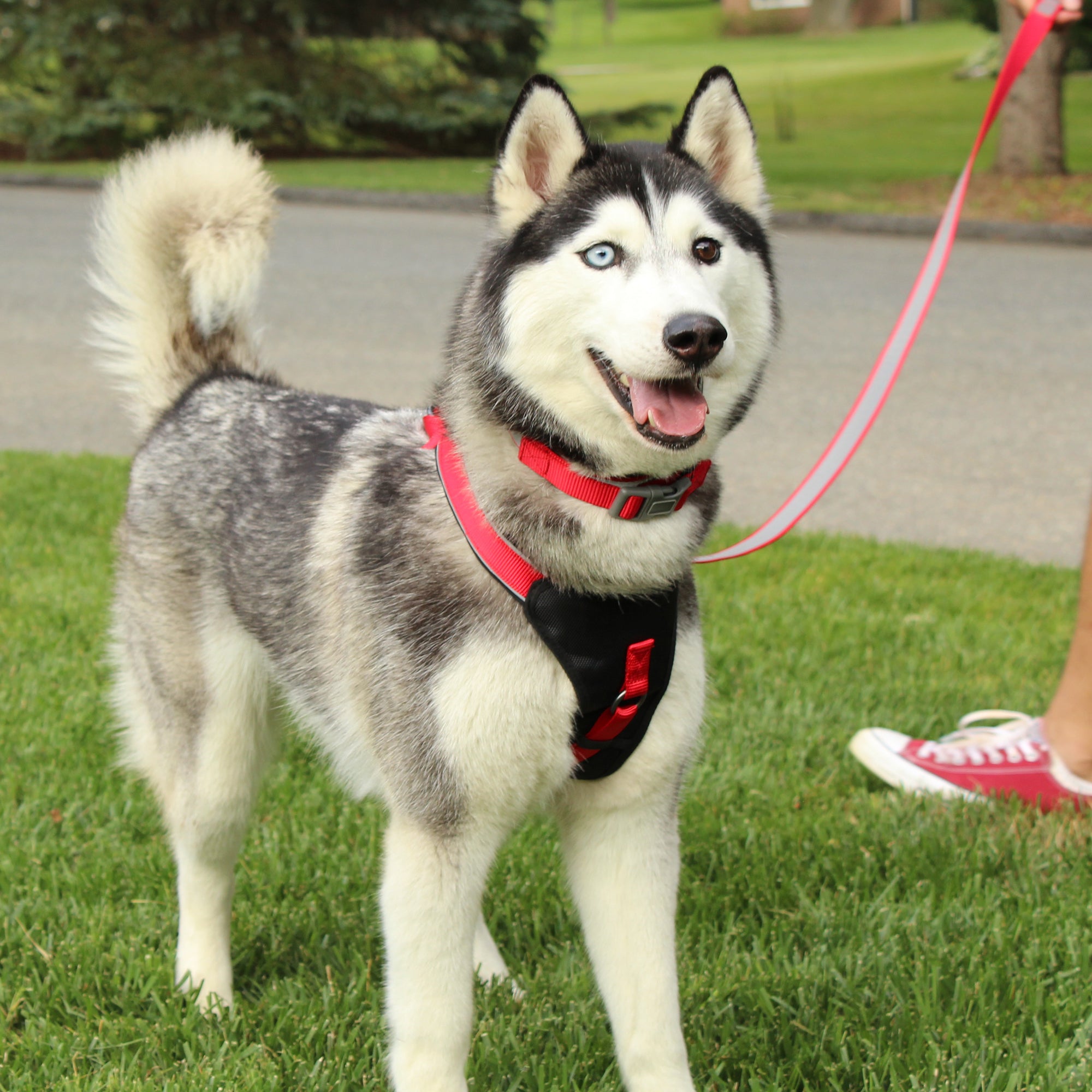 Husky puppy clearance harness