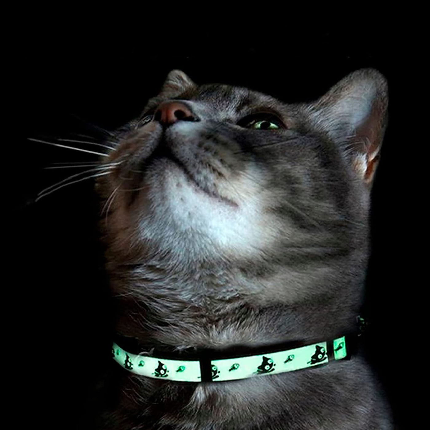 Glow In The Dark Cat Collar