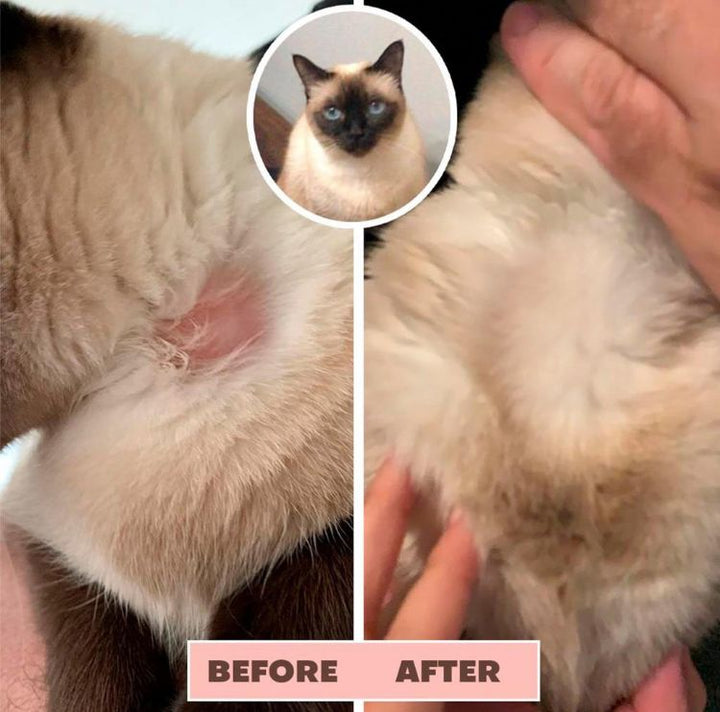 Dog Itch Soother Before and After 2