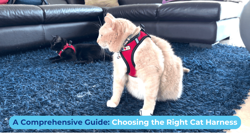 A COMPREHENSIVE GUIDE TO CHOOSING THE RIGHT CAT HARNESS