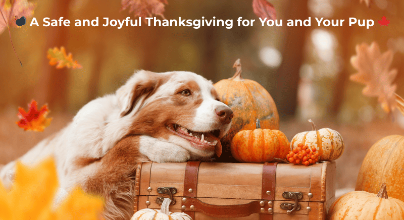🦃 A Safe and Joyful Thanksgiving for You and Your Pup 🍁