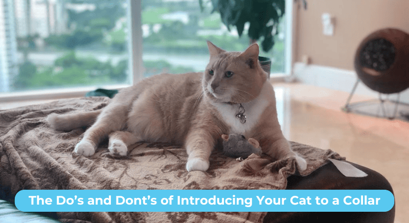 THE DOS AND DON'TS OF INTRODUCING YOUR CAT TO A COLLAR