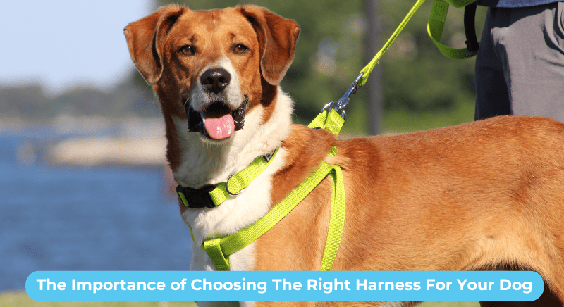THE IMPORTANCE OF CHOOSING THE RIGHT HARNESS FOR YOUR DOG