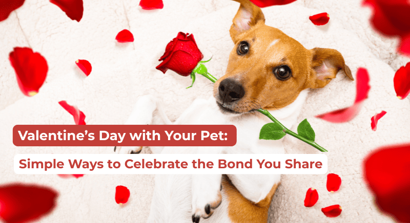 Valentine’s Day with Your Pet: Simple Ways to Celebrate the Bond You Share