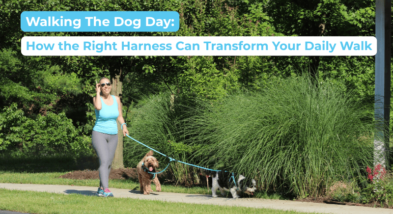 Walking The Dog Day: How the Right Harness Can Transform Your Daily Walk