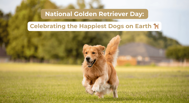 National Golden Retriever Day: Celebrating the Happiest Dogs on Earth