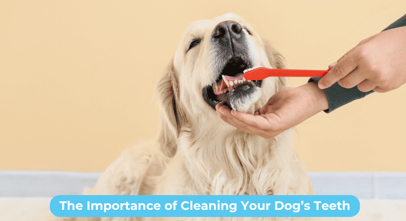 THE IMPORTANCE OF CLEANING YOUR DOG'S TEETH
