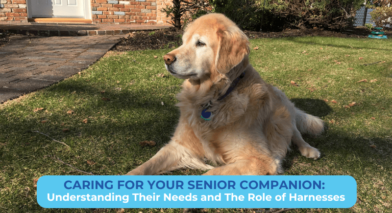 CARING FOR YOUR SENIOR COMPANION: UNDERSTANDING THEIR NEEDS AND THE ROLE OF HARNESSES
