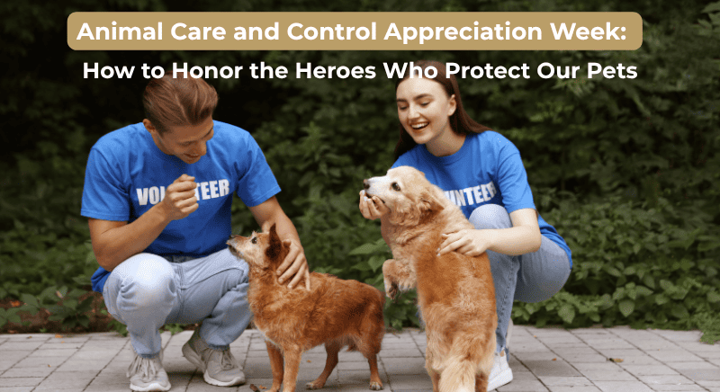Animal Care and Control Appreciation Week: How to Honor the Heroes Who Protect Our Pets
