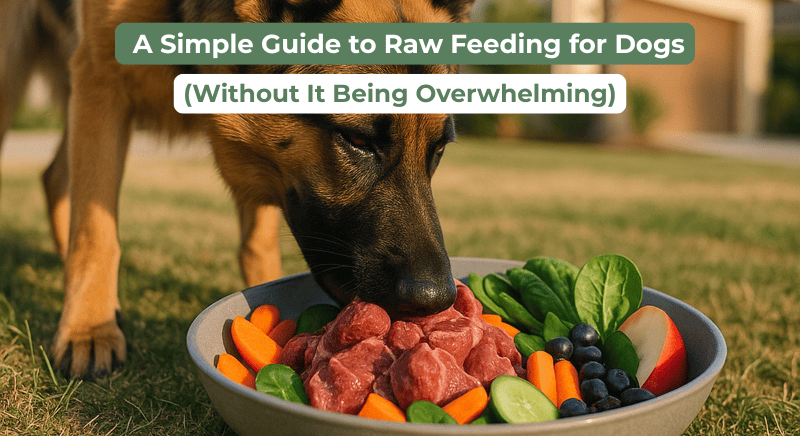 A Simple Guide to Raw Feeding for Dogs (Without it being Overwhelming)