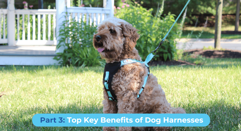 TOP KEY BENEFITS OF DOG HARNESSES - PART 3