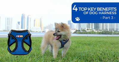 TOP KEY BENEFITS OF DOG HARNESSES - PART 3