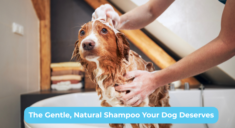 Simply Awesome: The Gentle, Natural Shampoo Your Dog Deserves 🐾