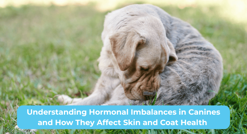Understanding Hormonal Imbalances in Canines and How They Affect Skin and Coat Health