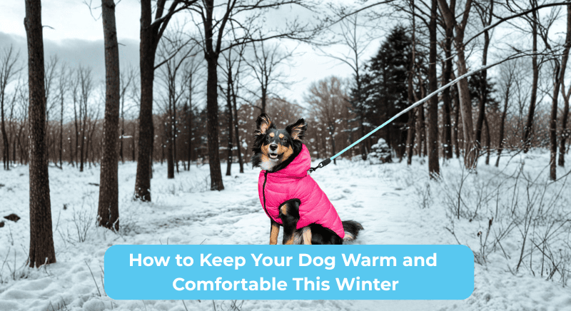 ❄️ How to Keep Your Dog Warm and Comfortable This Winter