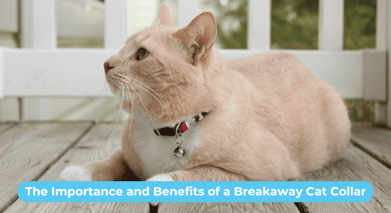 THE IMPORTANCE AND BENEFITS OF A BREAKAWAY CAT COLLAR