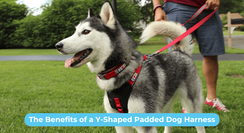 THE BENEFITS OF A Y-SHAPED PADDED DOG HARNESS