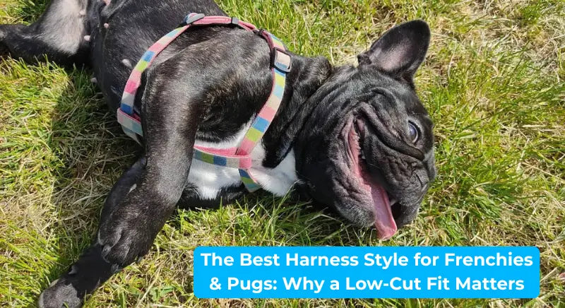 The Best Harness Style for Frenchies & Pugs: Why a Low-Cut Fit Matters