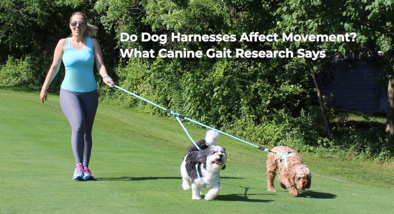 Do Dog Harnesses Affect Movement? What Canine Gait Research Says