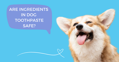 UNDERSTANDING THE SAFETY OF DOG TOOTHPASTE INGREDIENTS