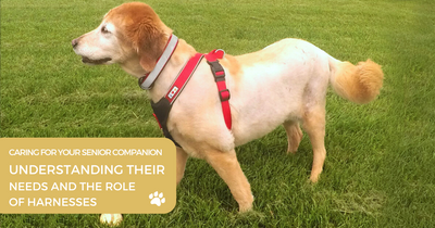 CARING FOR YOUR SENIOR COMPANION: UNDERSTANDING THEIR NEEDS AND THE ROLE OF HARNESSES