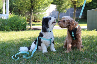 4 TOP KEY BENEFITS OF DOG HARNESSES - PART 2