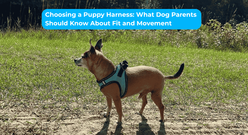 Choosing a Puppy Harness: What Dog Parents Should Know About Fit and Movement