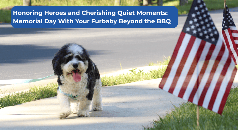 Beyond the BBQ: Meaningful Memorial Day Moments With Your Furbaby