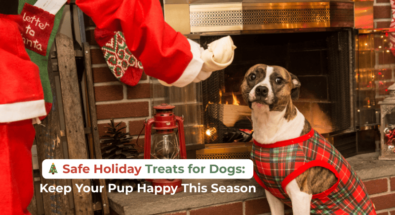 🎄 Safe Holiday Treats for Dogs: Keep Your Pup Happy This Season 🐾