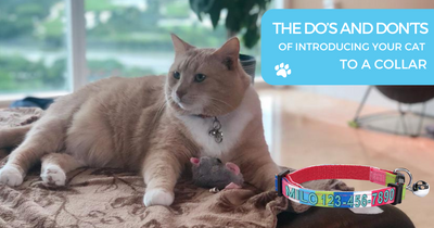 THE DOS AND DON'TS OF INTRODUCING YOUR CAT TO A COLLAR