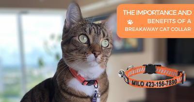 THE IMPORTANCE AND BENEFITS OF A BREAKAWAY CAT COLLAR