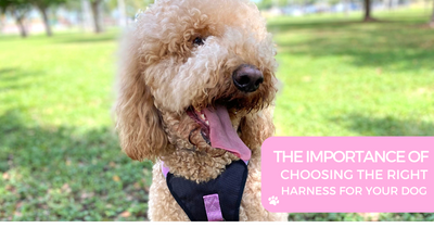 THE IMPORTANCE OF CHOOSING THE RIGHT HARNESS FOR YOUR DOG