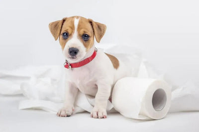 HOW TO TOILET TRAIN YOUR PUPPY IN 3 DAYS