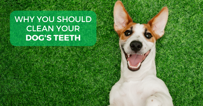 THE IMPORTANCE OF CLEANING YOUR DOG'S TEETH