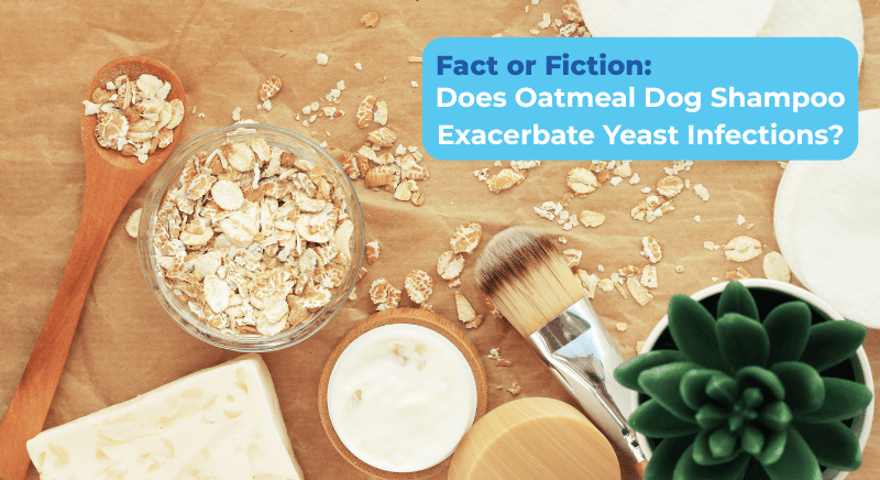 Fact or Fiction: Does Oatmeal Dog Shampoo Exacerbate Yeast Infections?