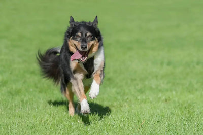 HOW MUCH EXERCISE IS ENOUGH FOR YOUR YOUNG PUPPY?