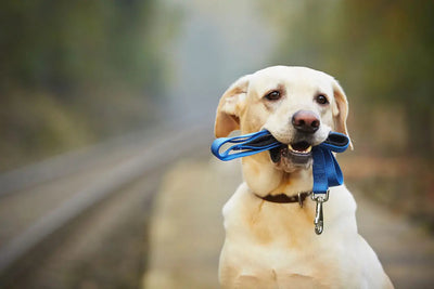 WHICH COLLARS, LEASHES AND HARNESSES ARE BEST FOR MY PET?