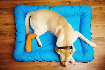 HELPING YOUR DOG RECOVER FROM AN INJURY