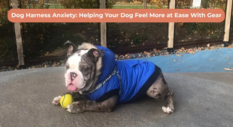 Dog Harness Anxiety: Helping Your Dog Feel More at Ease With Gear