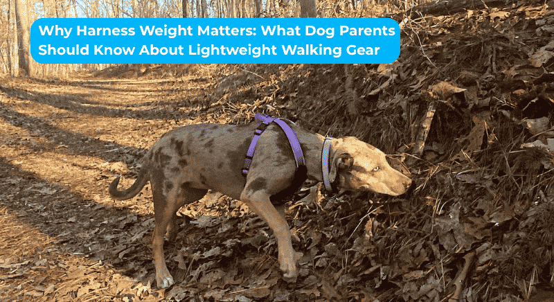 Why Harness Weight Matters: What Dog Parents Should Know About Lightweight Walking Gear