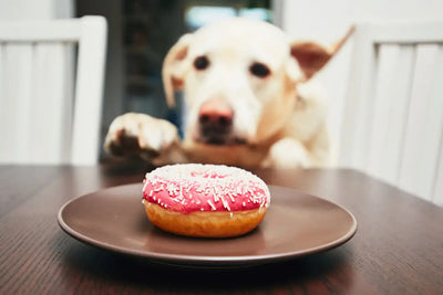 10 FOODS THAT ARE BAD FOR YOUR DOG