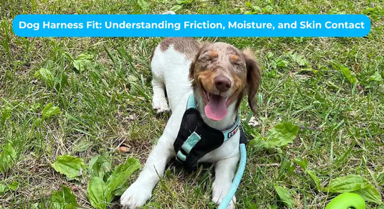 Dog Harness Fit: Understanding Friction, Moisture, and Skin Contact
