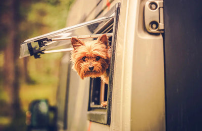 DOGS AND CAR TRAVEL