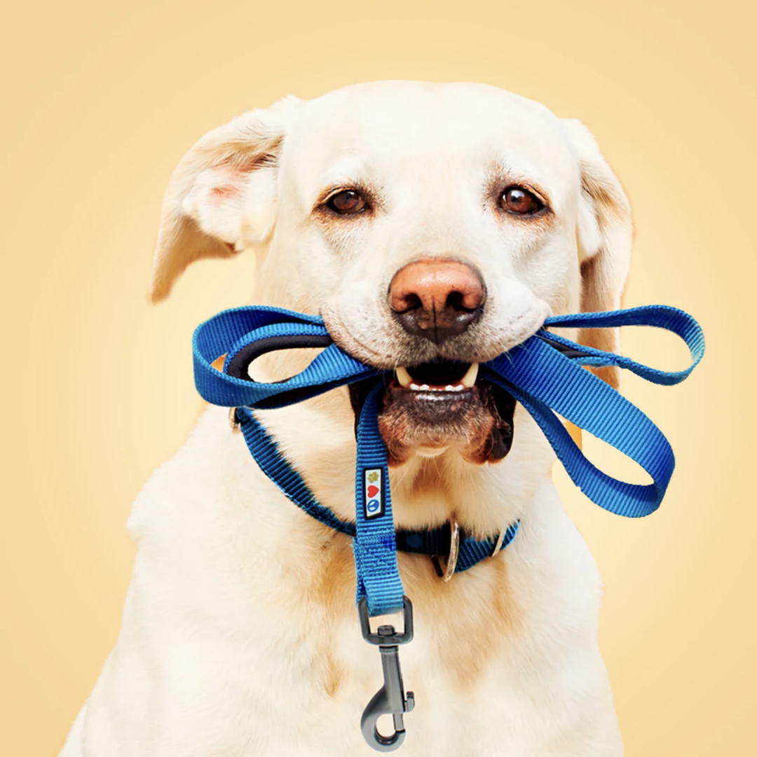 Dog Collars and Leashes