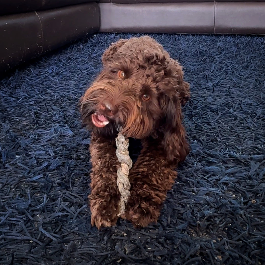 100% Natural Ostrich Skin Braids for Dogs – Long-Lasting Rawhide-Free Single-Ingredient Chew