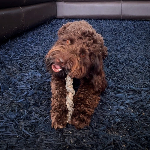 100% Natural Ostrich Skin Braids for Dogs – Long-Lasting Rawhide-Free Single-Ingredient Chew